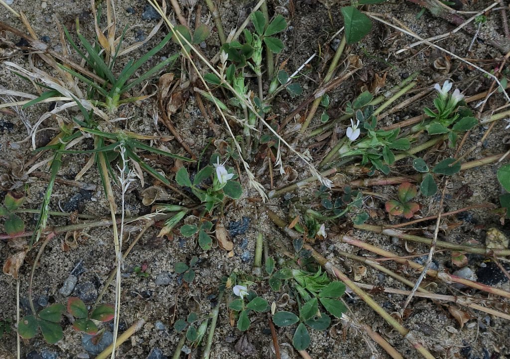 Trifolium ornithopodioides (Bird's-foot Clover)