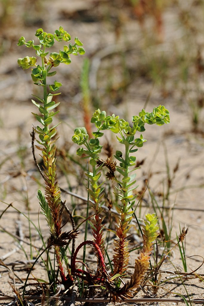 Euphorbia paralias (Sea Spurge)