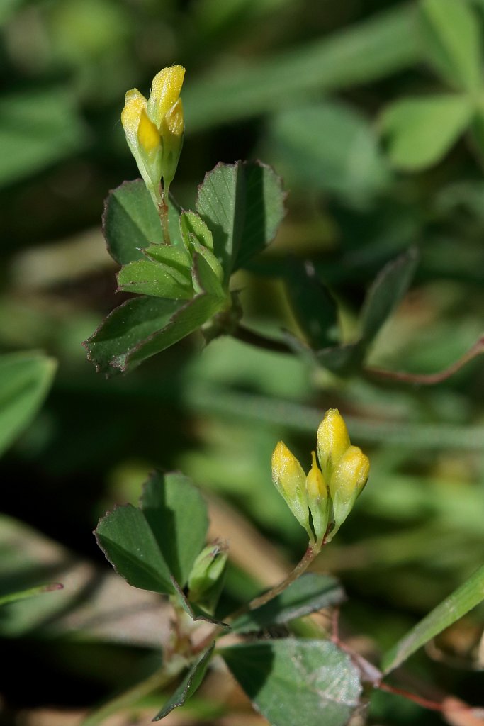 Trifolium micranthum (Slender Trefoil)