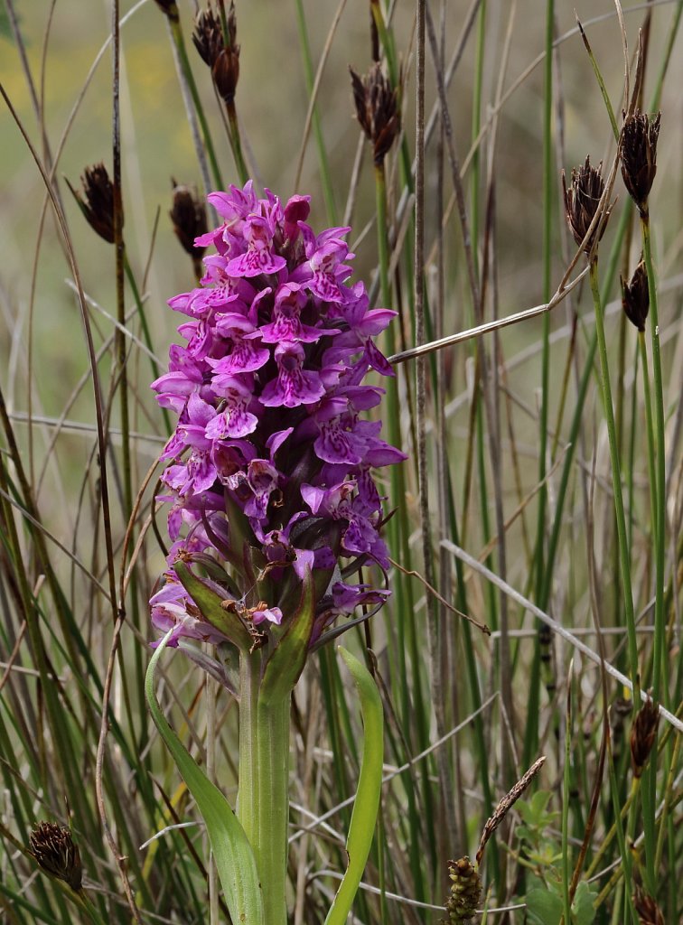 Dactylorhiza purpurella (Northern Marsh-orchid)