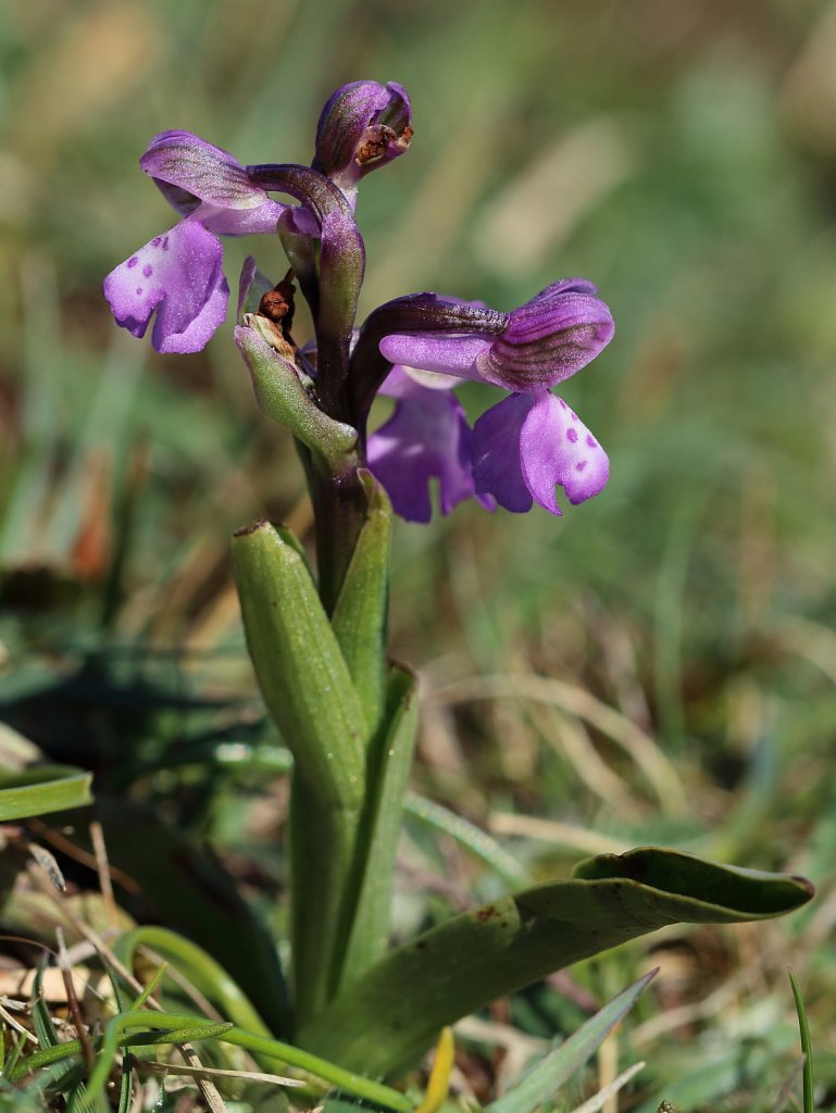 Anacamptis morio (Green-winged Orchid)