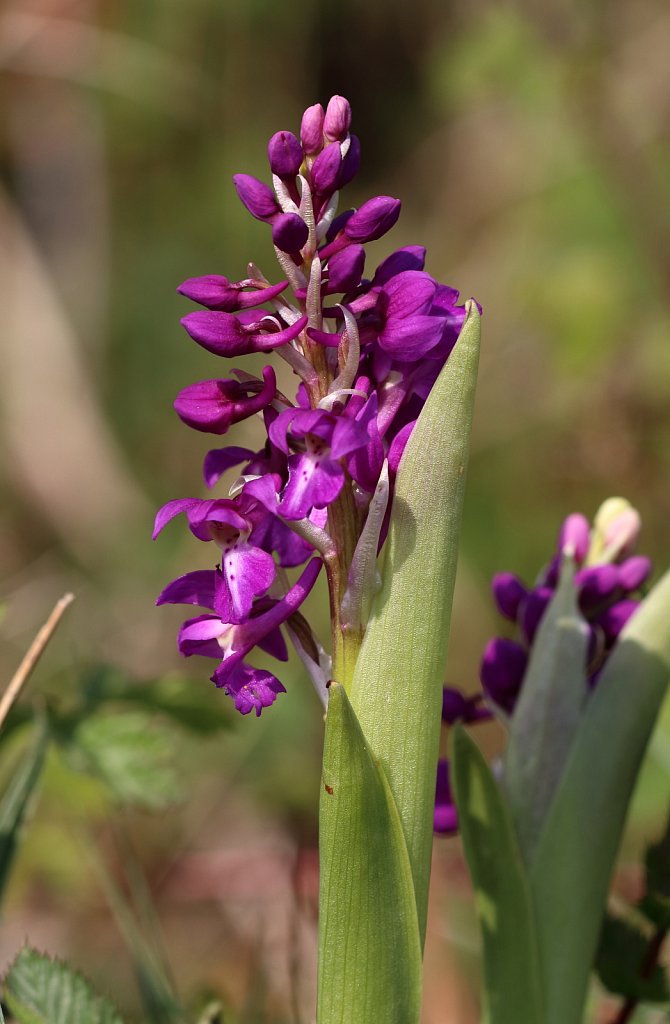 Orchis mascula (Early-purple Orchid)