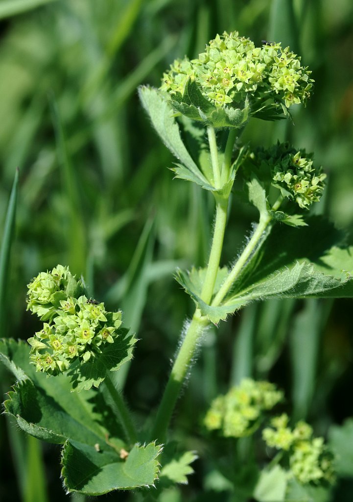 Alchemilla agg. (Lady's-mantle)