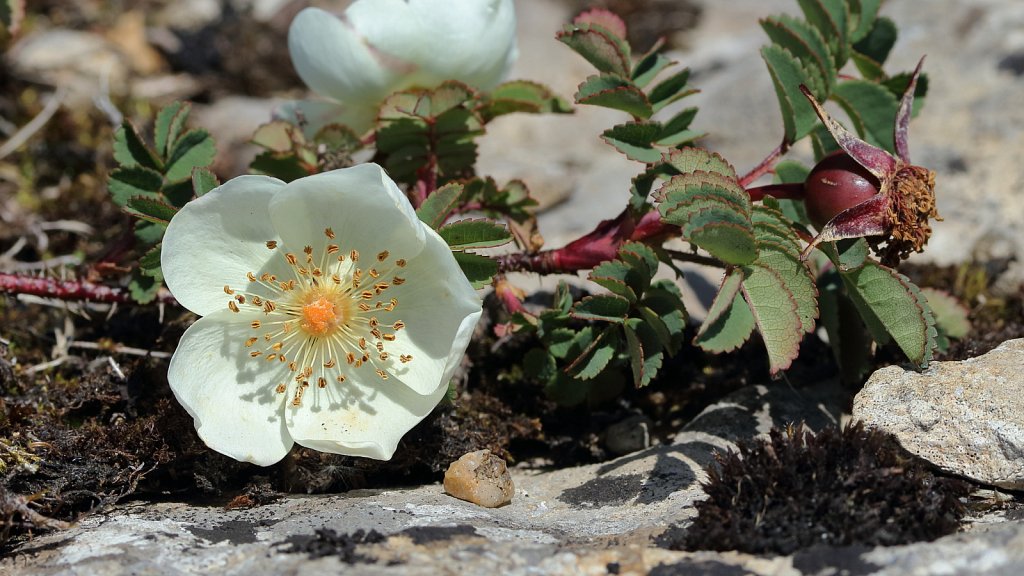 Rosa spinosissima (Burnet Rose)