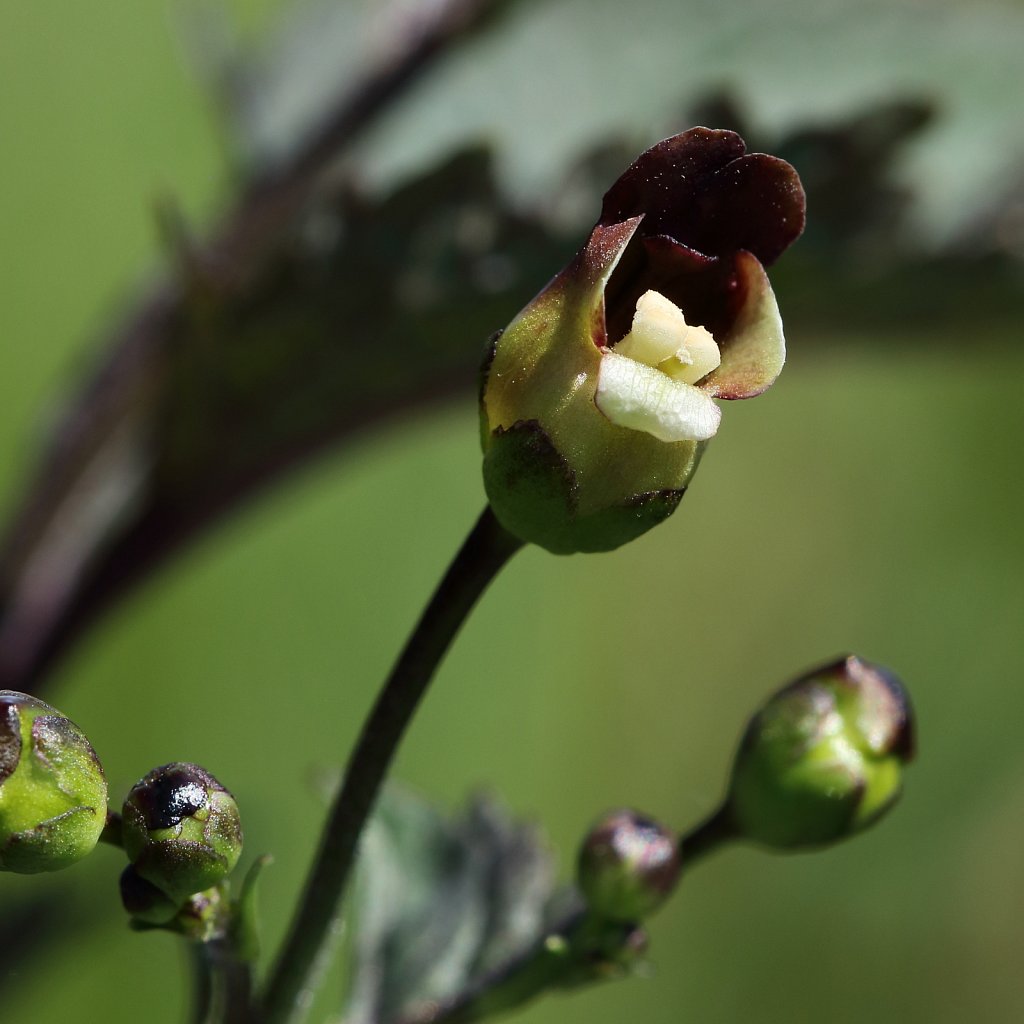 Scrophularia nodosa (Common Figwort)