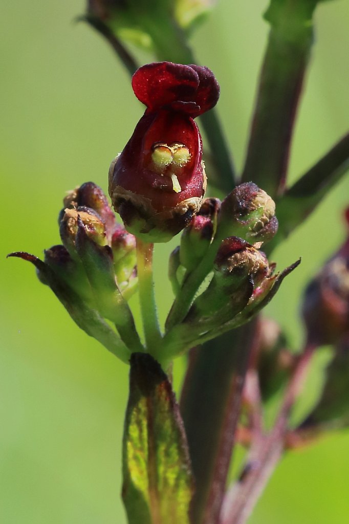 Scrophularia auriculata (Water Figwort)
