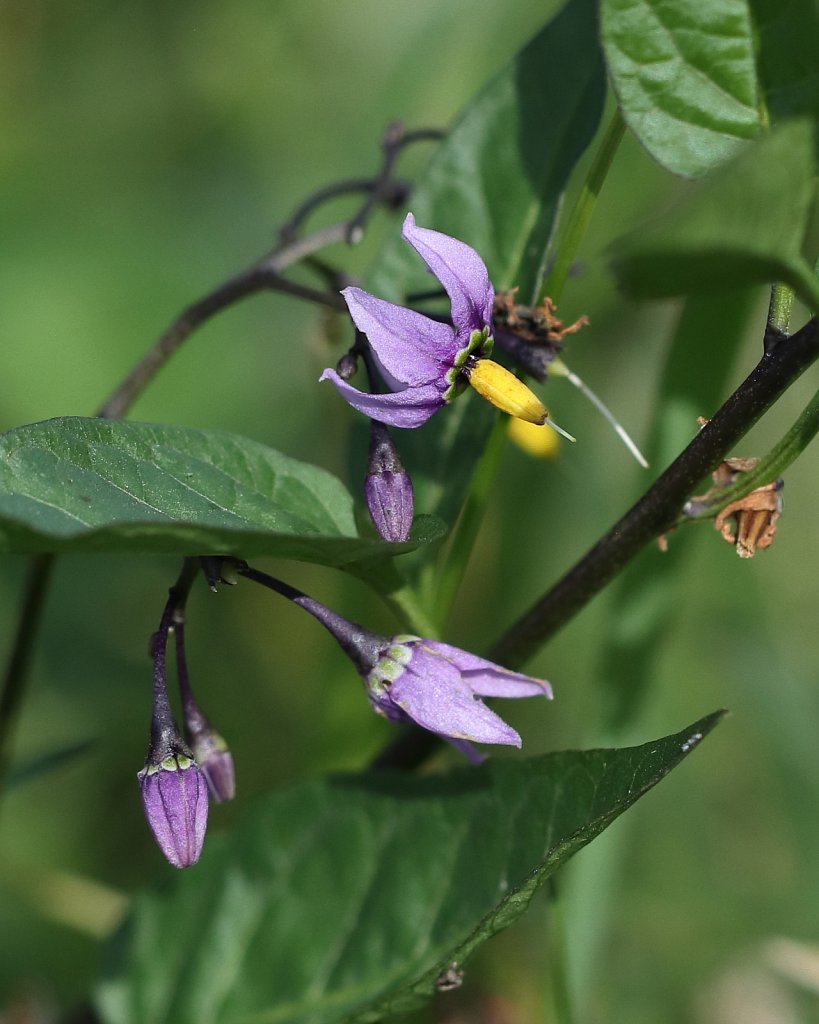 Solanum dulcamara (Bittersweet or Woody Nightshade)