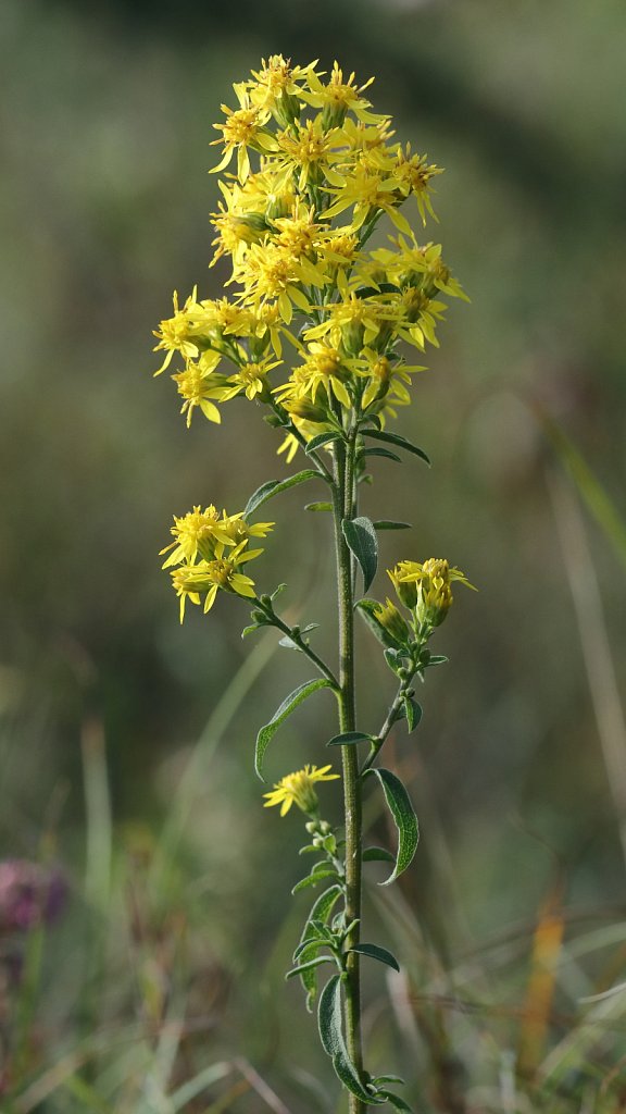 Solidago virgaurea (Goldenrod)