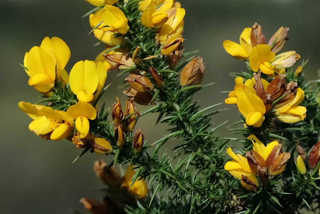 Ulex gallii (Western Gorse)