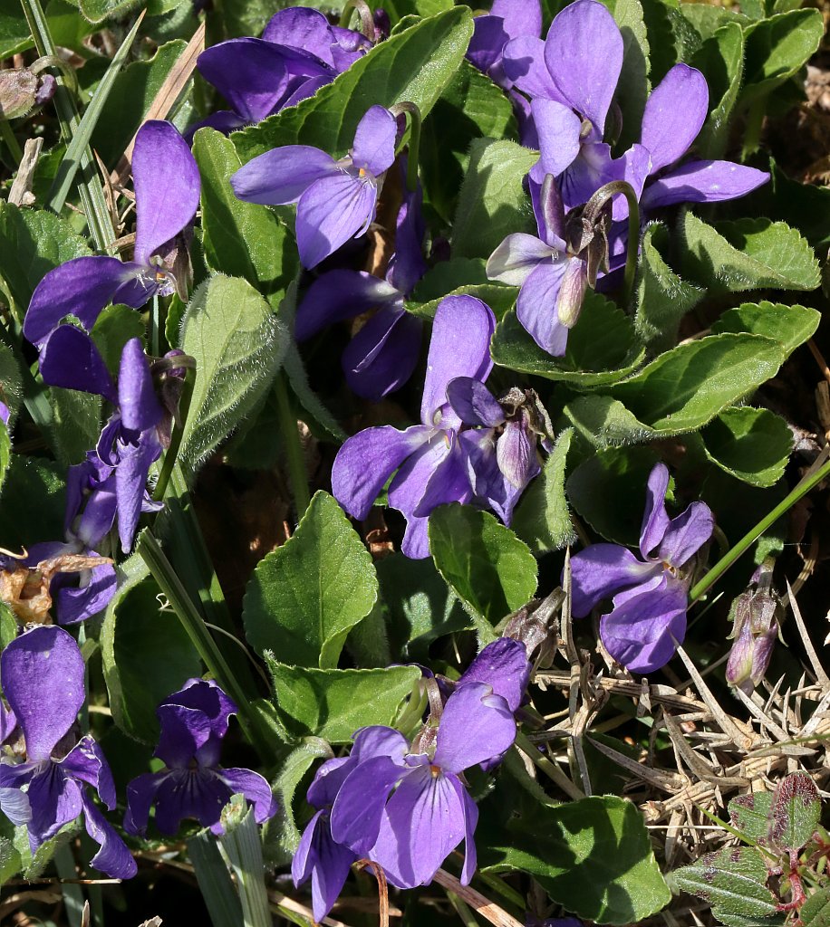 Viola hirta (Hairy Violet)