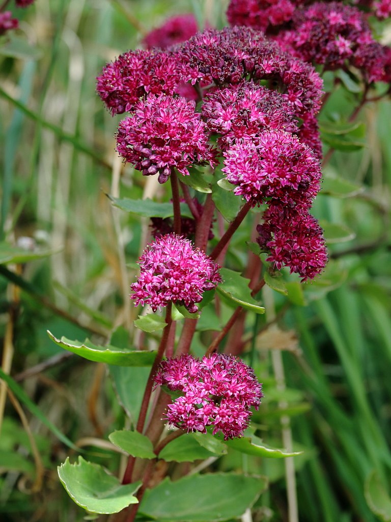 Hylotelephium spectabile (Butterfly Stonecrop)