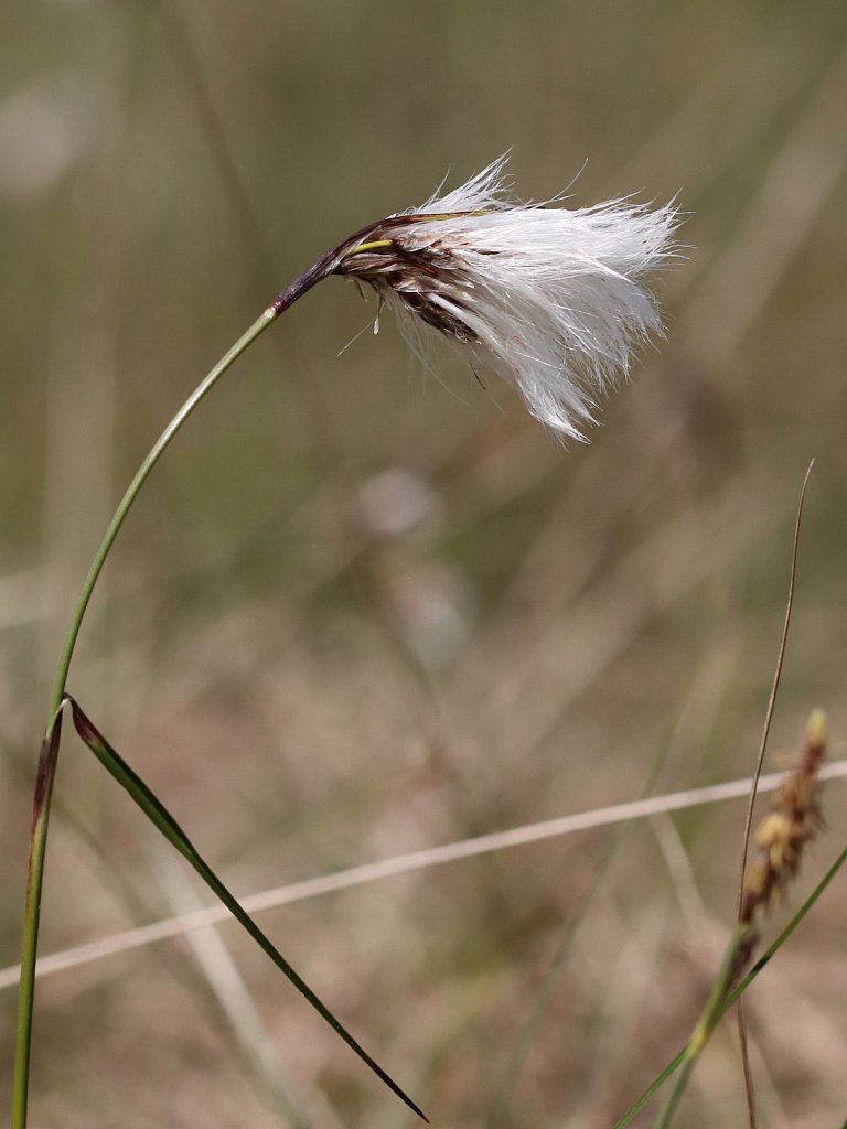 Eriophorum angustifolium (Common Cottongrass)