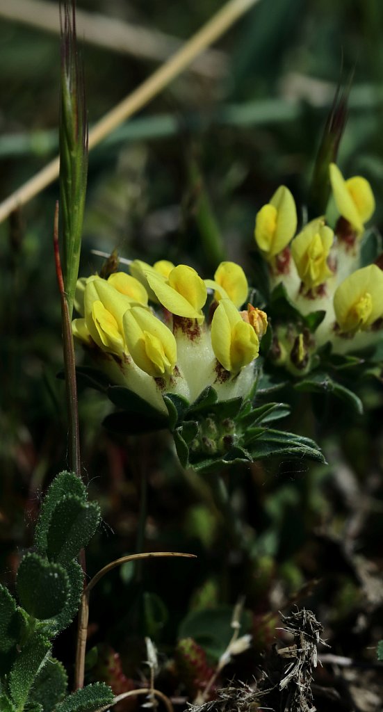 Anthyllis vulneraria (Kidney Vetch)