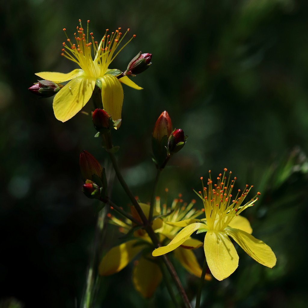 Hypericum pulchrum (Slender St John's-wort)