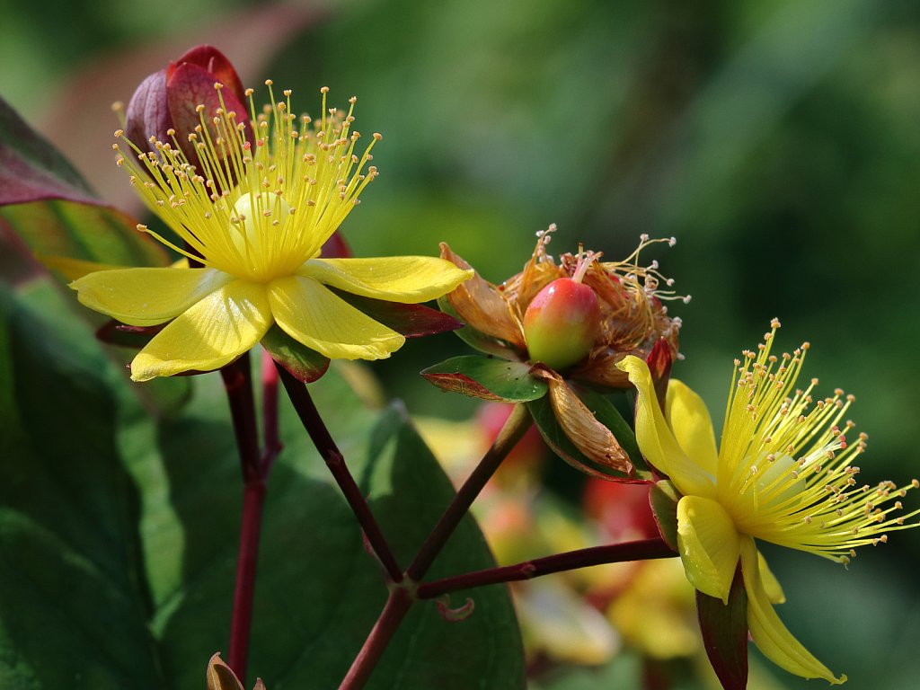 Hypericum androsaemum (Tutsan)