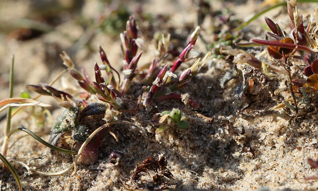 Mibora minima (Early Sand-grass)