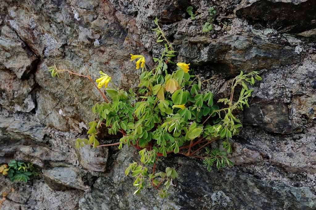 Pseudofumaria lutea (Yellow Corydalis)
