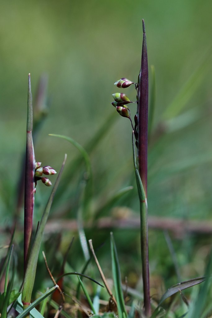 Briza media (Quaking Grass)