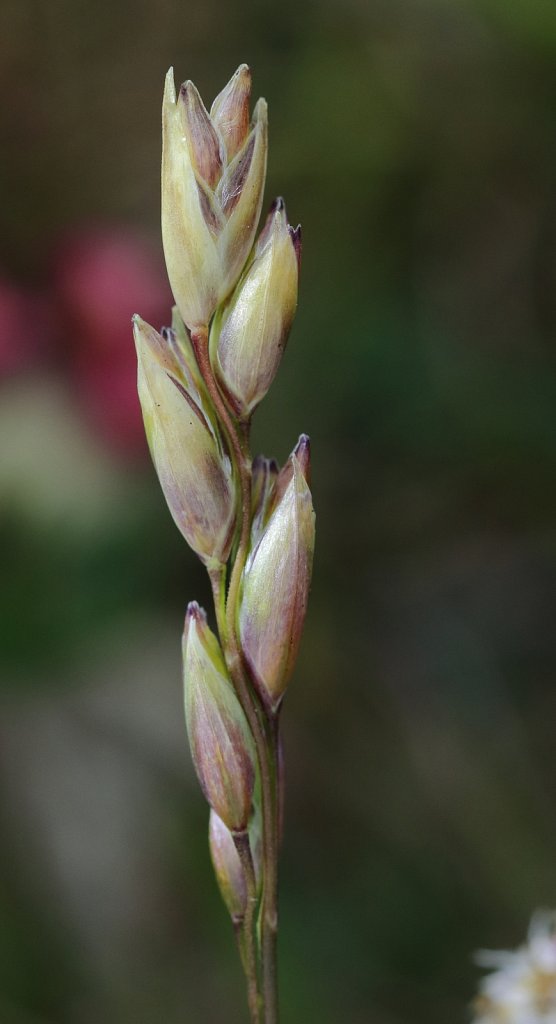 Danthonia decumbens (Heath Grass)