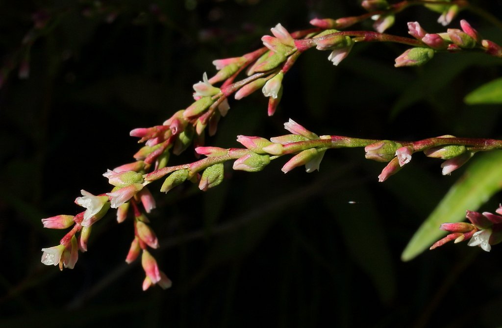 Persicaria hydropiper (Water-pepper)