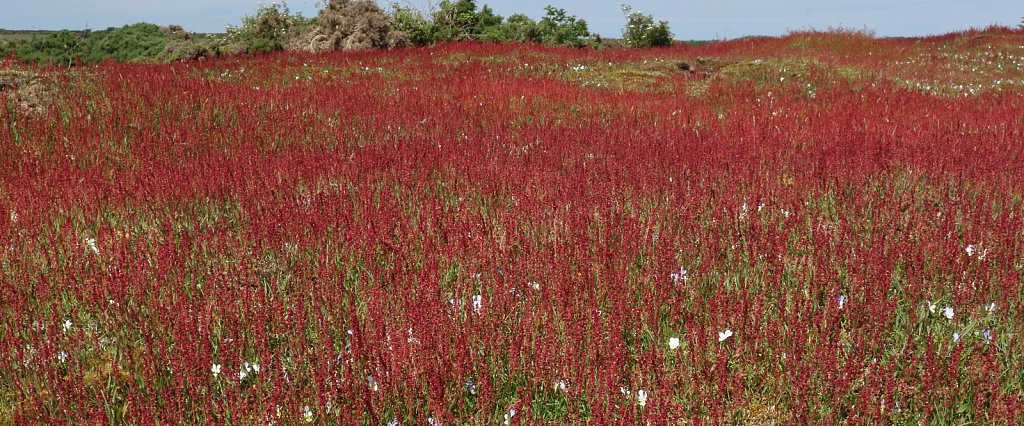 Rumex acetosella (Sheep's Sorrel)