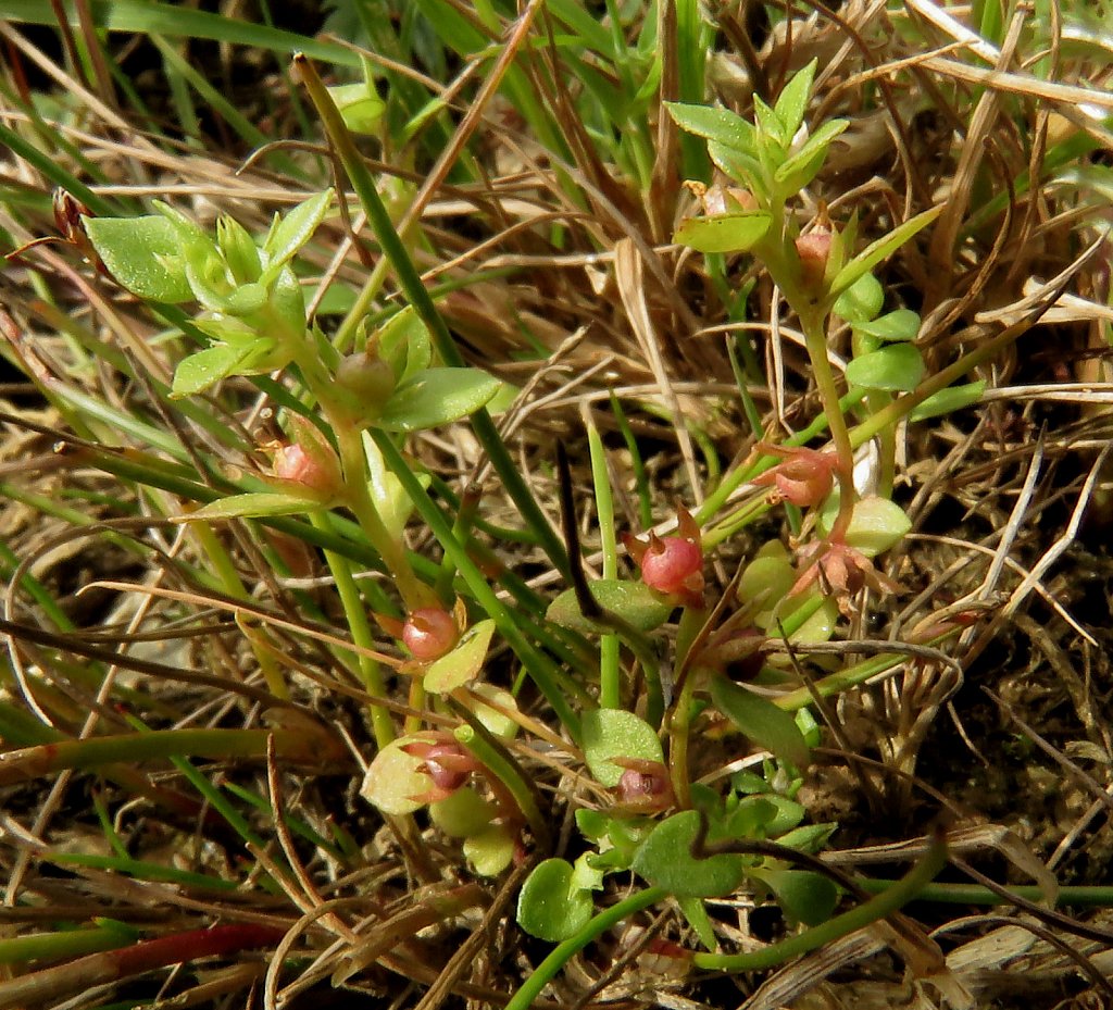 Lysimachia minima (Chaffweed)