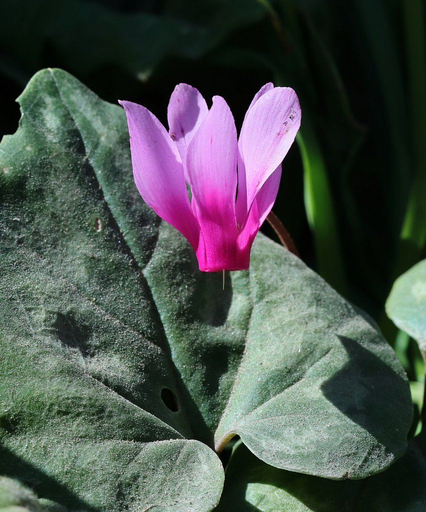 Cyclamen repandum (Spring Sowbread)