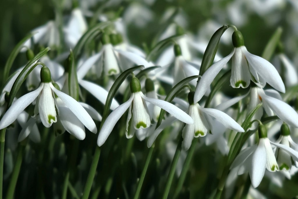 Galanthus nivalis  (Snowdrop)