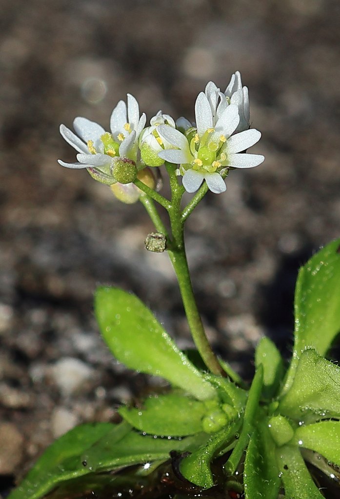 Erophila verna (Common Whitlowgrass)