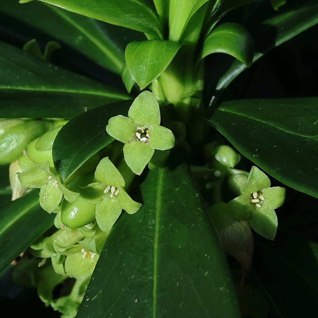 Daphne laureola (Spurge-laurel)