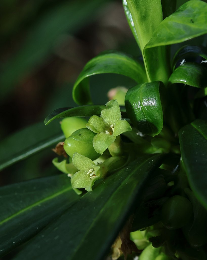 Daphne laureola (Spurge-laurel)