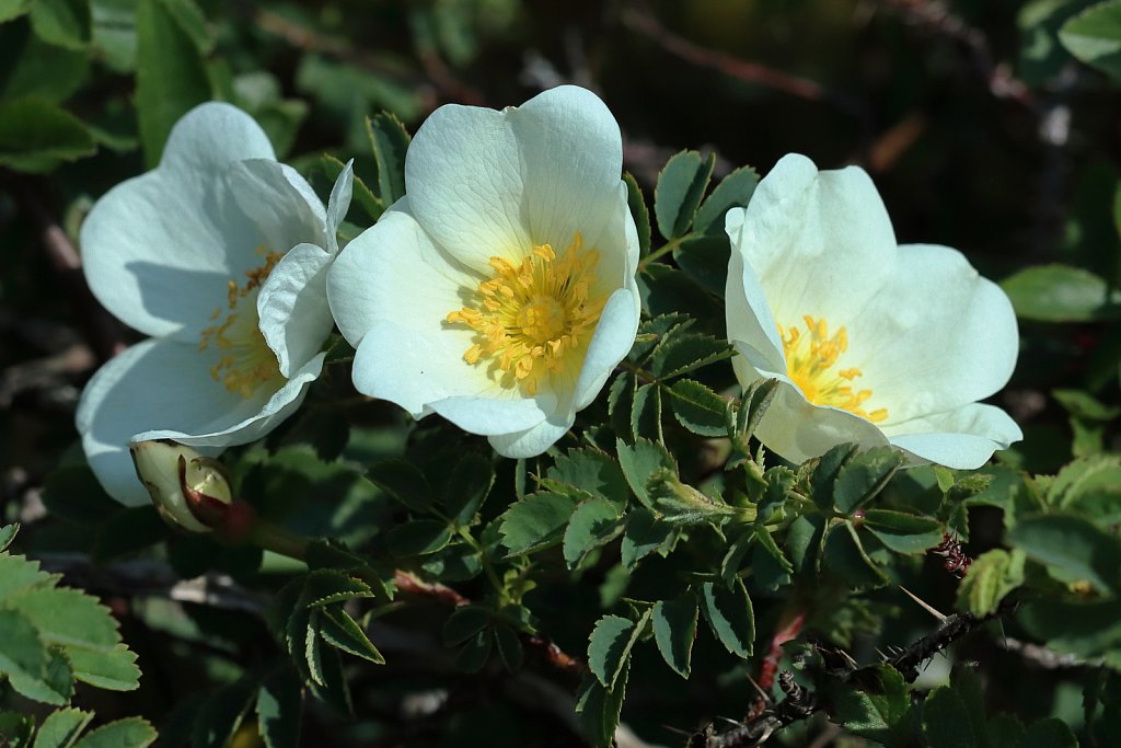 Rosa spinosissima (Burnet Rose)