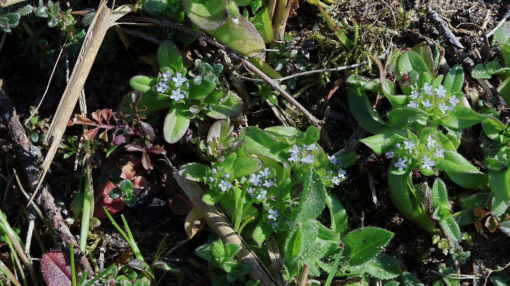 Valerianella locusta (Common Cornsalad)