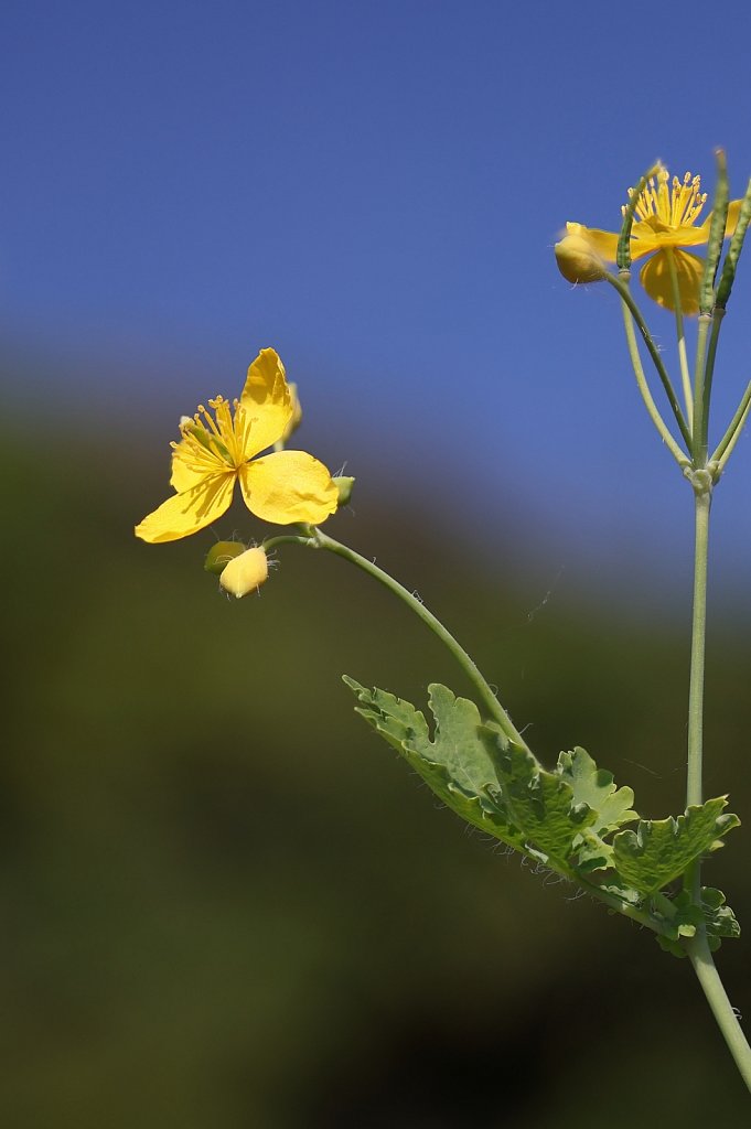 Chelidonium majus Greater Celandine)